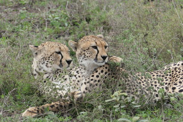 Two cheetah brothers  in savannah, serengeti, tanzania, africa