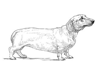 Sketch of old cute dachshund standing on pathwalk during stroll