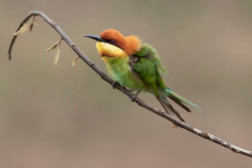 Chestnut-headed bee-eater (Merops leschenaulti) beautiful green with orange head lonely perching on stick in open grass field over blur fine background, fascinated animal
