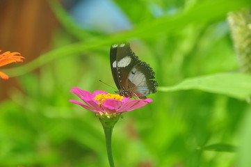 Butterfly on a flower.