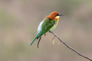 Chestnut-headed bee-eater (Merops leschenaulti) beautiful green with orange head lonely perching on stick in open grass field over blur fine background, fascinated animal