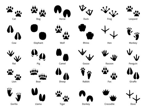 Animal footprints. Walking track animals paw with name, pets tracks, bird and wild animals trail, wildlife safari feet silhouette vector prints