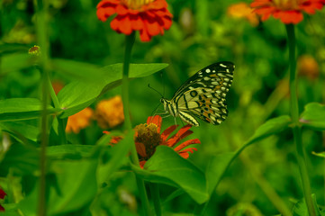 Butterfly in garden and flying on flowers