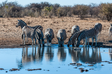 Fototapeta na wymiar A group of Burchell's Plains zebra -Equus quagga burchelli- standing close a waterhole on the plains of Etosha National Park, Namibia.
