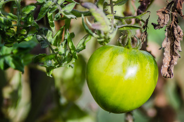Green, immature fruits of tomato plants