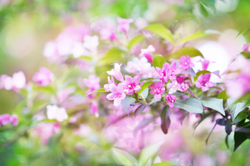 Spring blossoming delicate pink weigela flowers, garden blooming festive background, selective focus, shallow DOF, toned