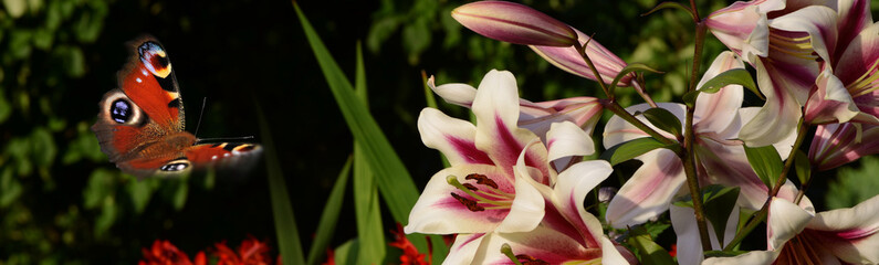 Schmetterling 569 © K.-U. Häßler