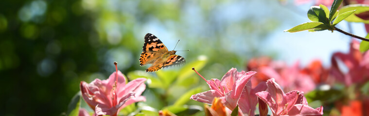 Schmetterling 598 © K.-U. Häßler
