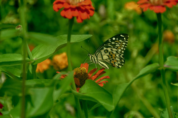 Butterfly in garden and flying on flowers