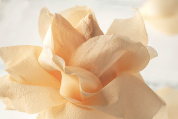 beige rose flower, close-up, macro, background - obrazy, fototapety, plakaty
