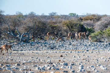 Fototapeta na wymiar A group of greater kudu -Tragelaphus strepsiceros- Approaching a waterhole in Etosha National Park, Namibia.