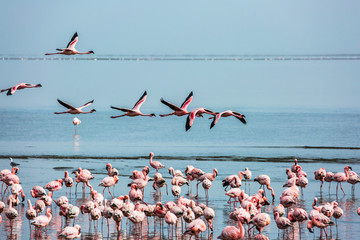 Beautiful birds fly over the water