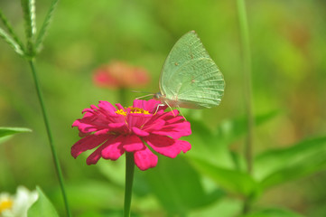  Brimstone butterfly on a blossom
