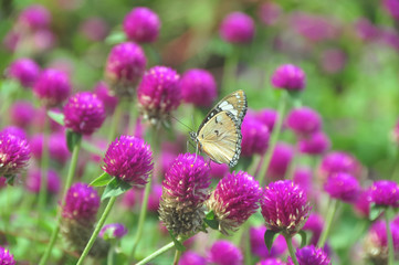 Butterfly on flower