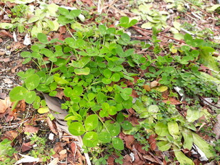 young plants in the garden
