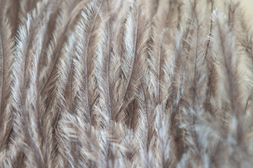 Ostrich fluffy hairs burds feather
