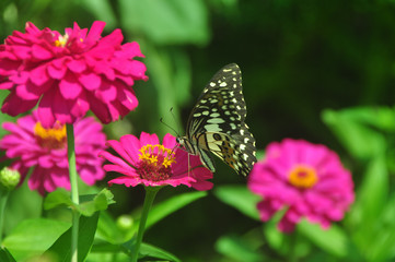 Naklejka na ściany i meble Butterfly in garden and flying on flowers
