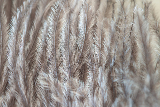 Ostrich fluffy hairs burds feather