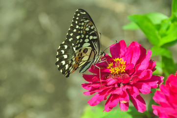 Fototapeta na wymiar Butterfly in garden and flying on flowers