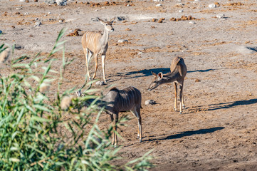 A group of greater kudu -Tragelaphus strepsiceros- Walking nervously around a waterhole in Etosha...