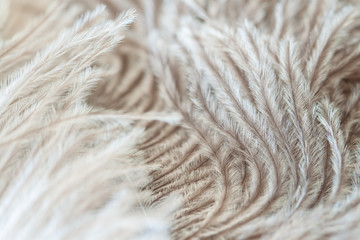Soft wavy hairs birds fluffy ostrich feather