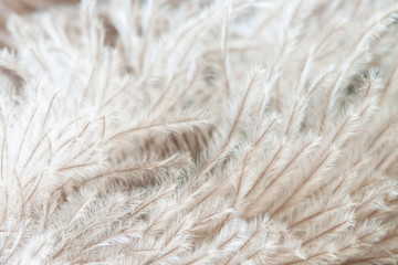 Ostrich fluffy soft hairs feather very macro