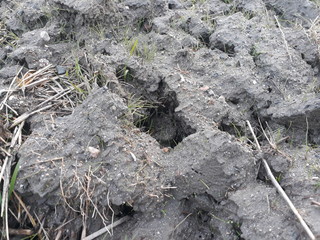 soil for cultivation