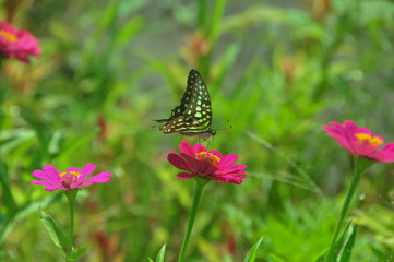 Common jay butterfly green garden
