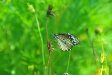 Close up Common tiger Butterfly