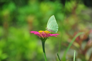  Brimstone butterfly on a blossom
