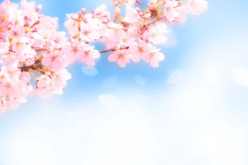 Gordijnen 桜がふわふわ舞い降りる © ヨーグル