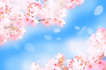 Foto auf Acrylglas 桜がふわふわ舞い降りる © ヨーグル