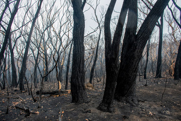 Australian bushfires aftermath: burnt eucalyptus trees damaged by the fire