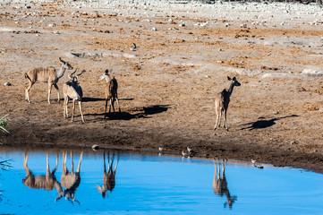 Fototapeta na wymiar A group of greater kudu -Tragelaphus strepsiceros- Walking nervously around a waterhole in Etosha National Park, Namibia.