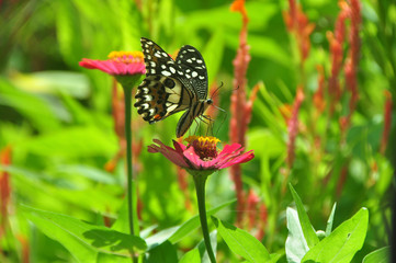 Butterfly in garden and flying on flowers