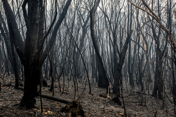 Fototapeta premium Australian bushfires aftermath: burnt eucalyptus trees damaged by the fire