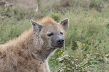 Close up of hyena in seregneti, tanzania, africa