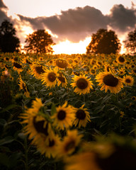 Sunflower field at sunset with dramatic clouds. Sunflowers during sunset whole field of sunflowers