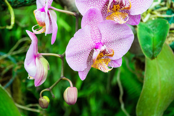 Pink tiger orchid on a background of green tropical leaves.