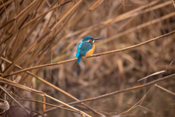 Europe Hungary Opusztaszer Common Kingfisher Male (Alcedo atthis) Eurasian kingfisher and river kingfisher.