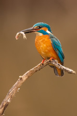 Obraz premium Europe Hungary Opusztaszer Common Kingfisher Male (Alcedo atthis) Eurasian kingfisher and river kingfisher.