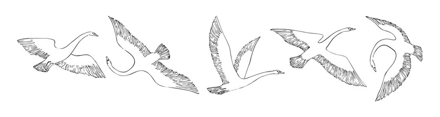 Hand drawn flying swans set. Wild birds painted by ink. Decorative vector outline illustration. Sketch style © Ekaterina