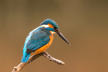 Europe Hungary Opusztaszer Common Kingfisher Male (Alcedo atthis) Eurasian kingfisher and river kingfisher.
