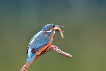 Europe Hungary Opusztaszer Common Kingfisher Male (Alcedo atthis) Eurasian kingfisher and river kingfisher.