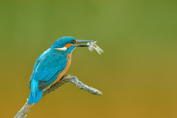 Europe Hungary Opusztaszer Common Kingfisher Male (Alcedo atthis) Eurasian kingfisher and river kingfisher.