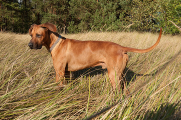 A dog standing in tall grass and looking at something on the ground. Breed: Rhodesian ridgeback.