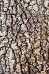 Exterior tree trunk texture
