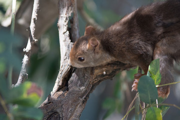 squirrel on a tree