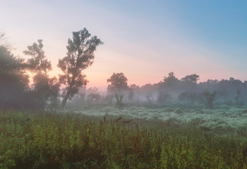 Sunset in the cloudy sky. Summer landscape with trees and grasses.