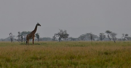 Fototapeta na wymiar Giraffe in scenic african landscape, serengeti, tanzania, africa
